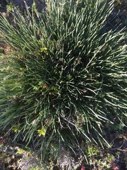 Triglochin concinna concinna