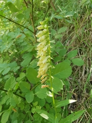 Digitalis micrantha