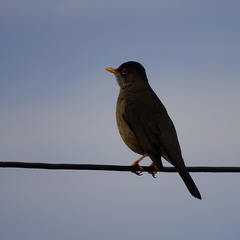 Turdus falcklandii