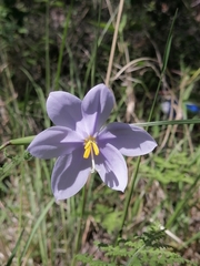 Tigridia longispatha