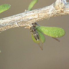 Bactericera cockerelli