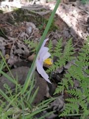 Tigridia longispatha