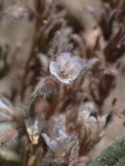Phacelia austromontana