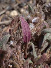 Phacelia austromontana