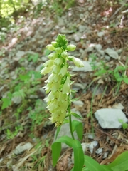 Digitalis micrantha