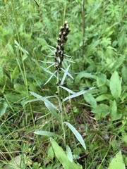 Omalotheca norvegica