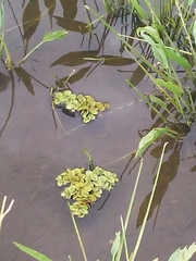 Salvinia auriculata