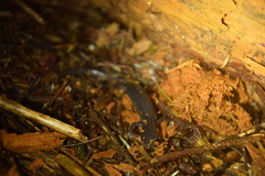 Plethodon metcalfi