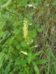 Digitalis micrantha