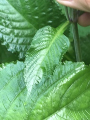 Brillantaisia owariensis