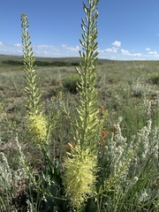Stanleya viridiflora