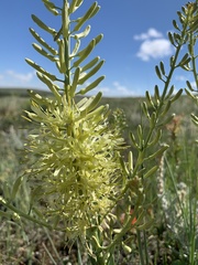 Stanleya viridiflora