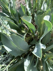 Stanleya viridiflora