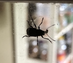 Eurymycter tricarinatus