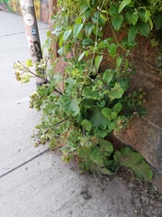 Arctium lappa