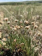 Eriogonum exilifolium