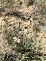 Eriogonum exilifolium