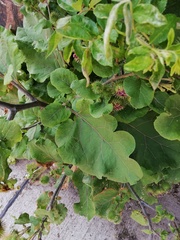 Arctium lappa