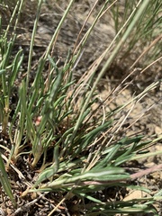 Eriogonum exilifolium