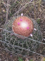 Melocactus zehntneri