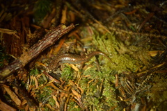 Desmognathus wrighti