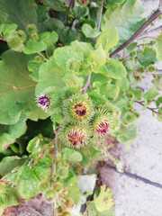 Arctium lappa