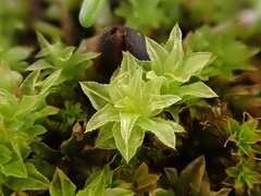 Mnium spinosum