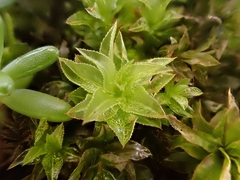 Mnium spinosum