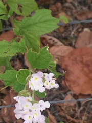 Lantana fucata