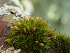 Orthotrichum stramineum