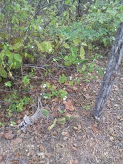 Lantana fucata