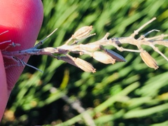 Triglochin concinna concinna