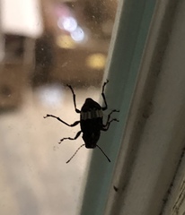 Eurymycter tricarinatus