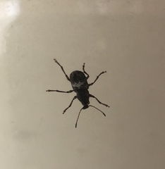 Eurymycter tricarinatus