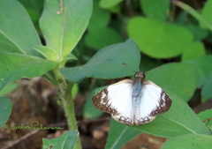 Heliopetes laviana