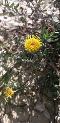 Grindelia brachystephana