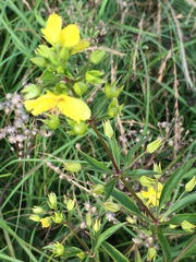 Lysimachia quadriflora