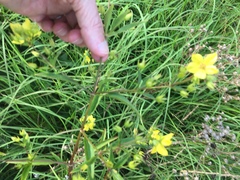 Lysimachia quadriflora