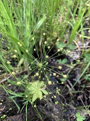 Androsace filiformis