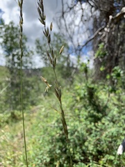 Arrhenatherum elatius elatius