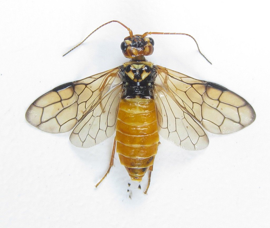 Cephalcia erythrogaster