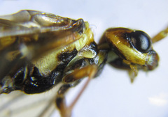 Cephalcia erythrogaster