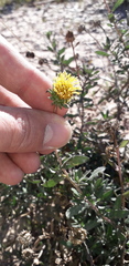 Grindelia brachystephana