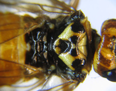 Cephalcia erythrogaster