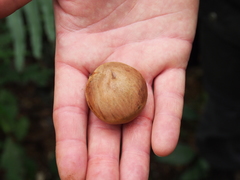 Pentaclethra macroloba