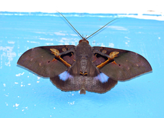 Ischyja inferna