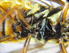 Cephalcia erythrogaster