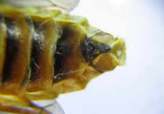 Cephalcia erythrogaster