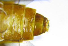 Cephalcia erythrogaster