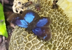 Paches loxus gloriosus